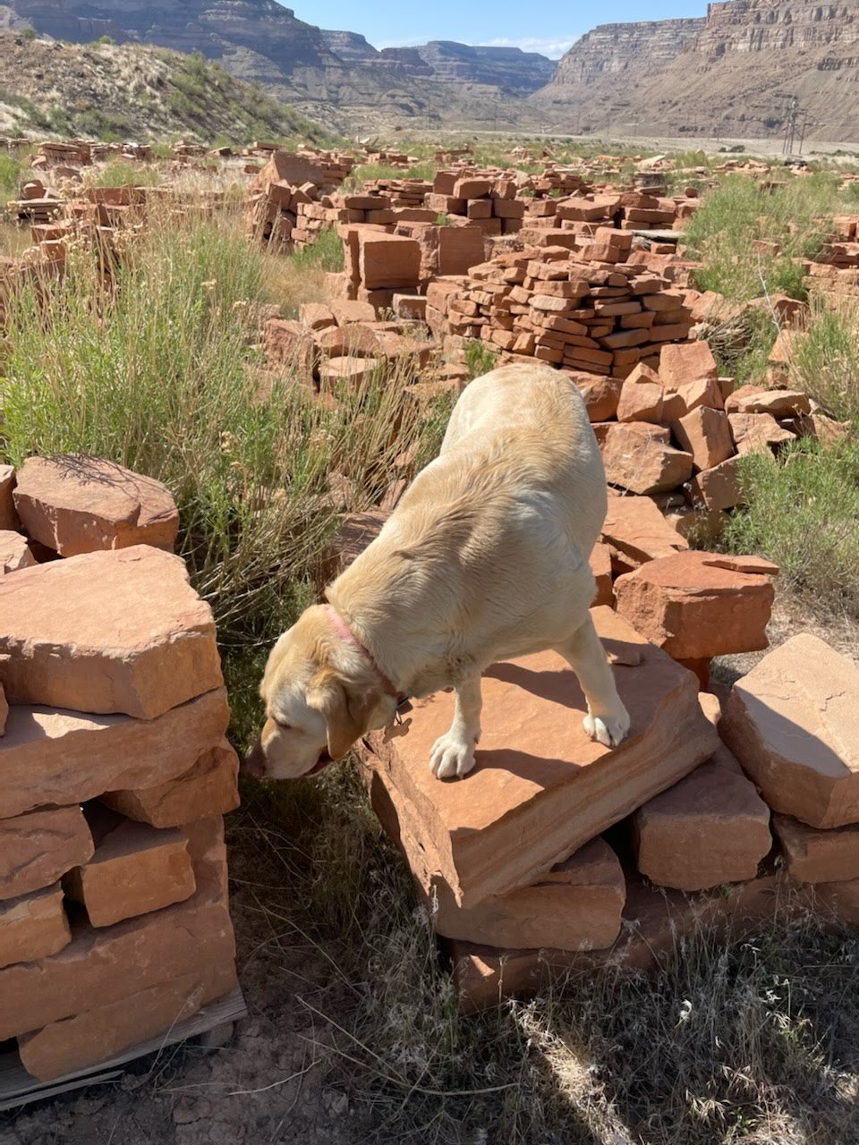 The dog on the rocks